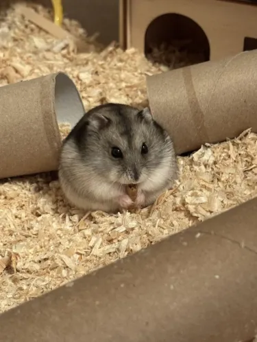 Hamster anão Russo