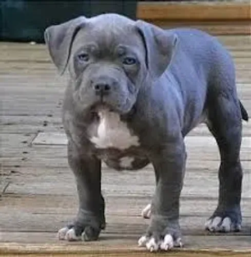 Pitmonster para doação