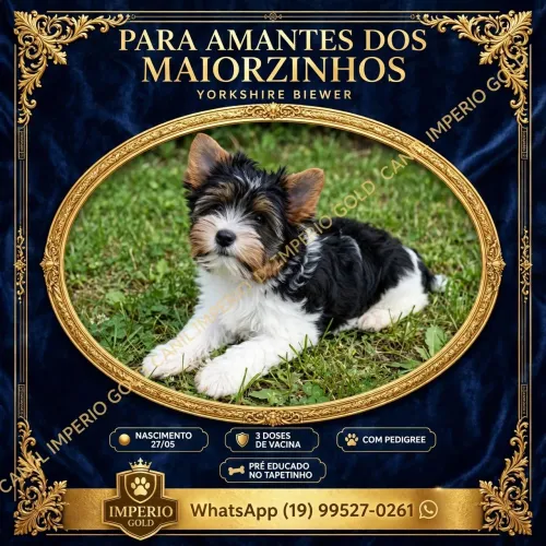 Yorkshire biewer terrier