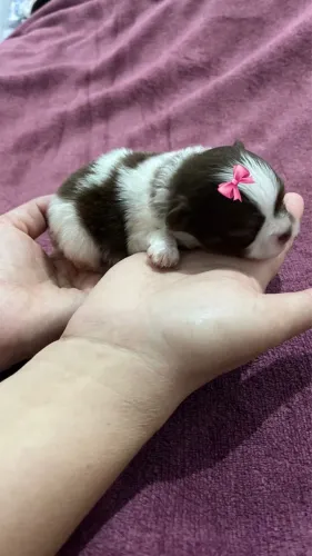 Lulu da pomeranea com 50 dias macho vacinado