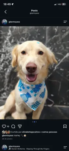 adocao cachorro pequeno porte 