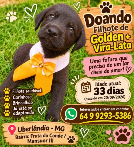 Doando filhote de Golden