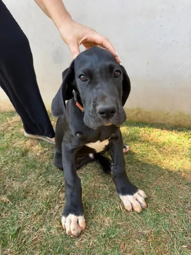Filhote Dogue Alemão Macho Preto