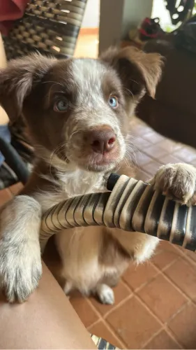 filhotes de border collie disponíveis