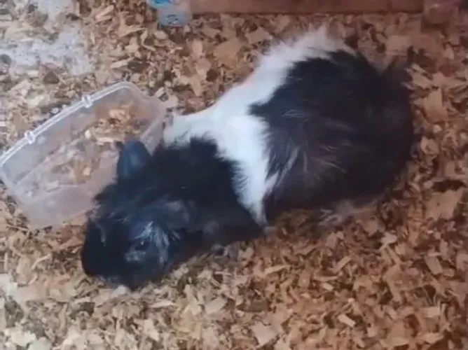 Porquinho da índia femea