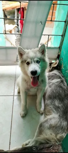 Hasky siberiano filhote 4 Meses