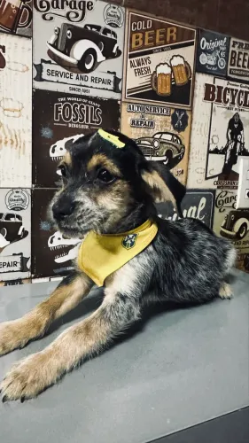 Doação de cachorro