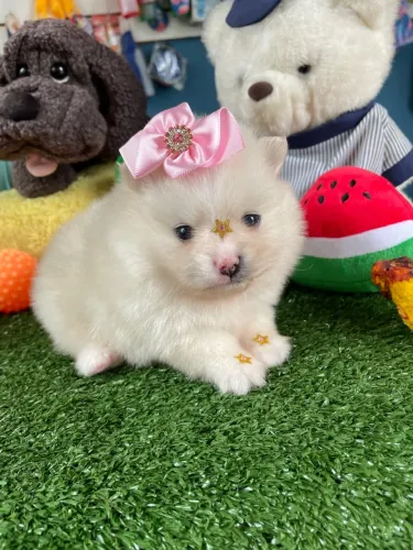 Spitz alemão fêmea anão disponível $4.500,00