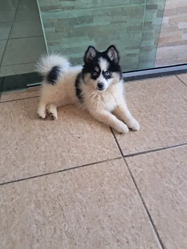 Vende se Pomsky