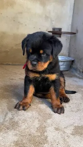 Rottweiler filhotes 