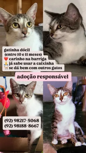 Adoção responsável de gato.