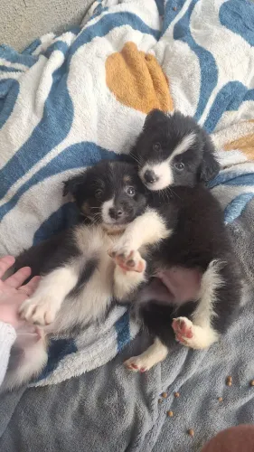 Filhotes de Border Collie