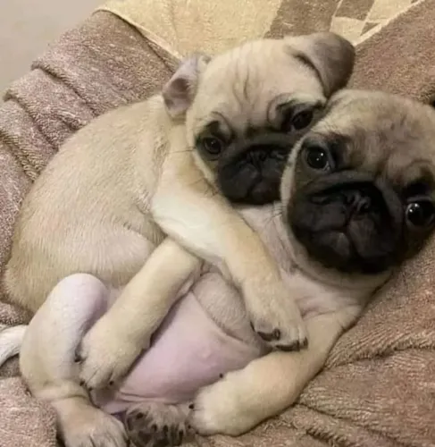 Filhote pug, Quem resiste a esses olhinhos cheios de amor?