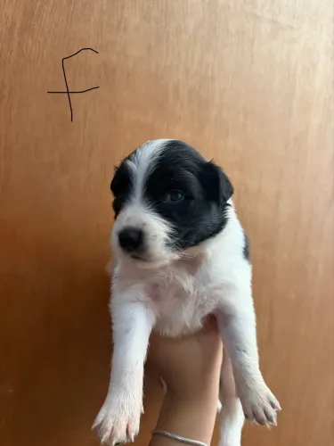 Vendo filhotes de Border Collie. 