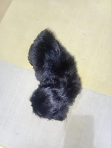 Filhota Black solida shih ztu um mês