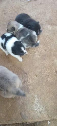 SPITZ ALEMÃO FÊMEA 45 DIAS
