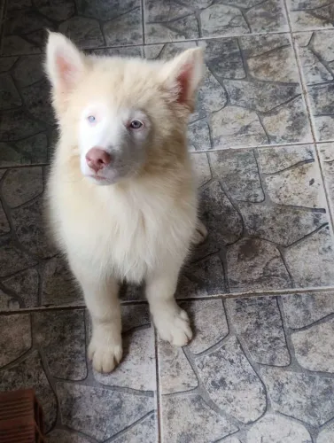 Cachorro