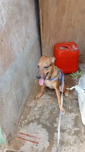 Adoção 