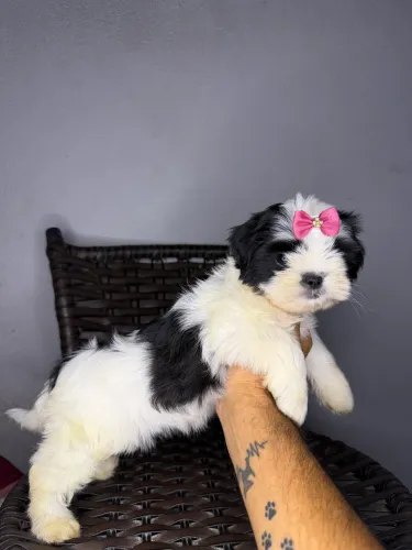 Shih tzu fêmea vacinada