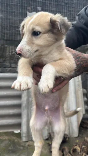 Filhote Boder collie macho red merle