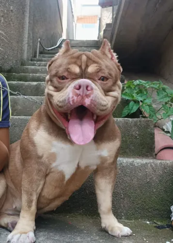 Vendo American Bully fêmea com pedigree Tri choco vacinas e verme em dia,nunca teve cria