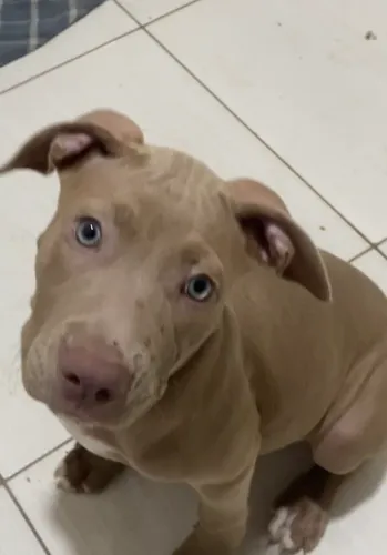 Filhote American Pitbull