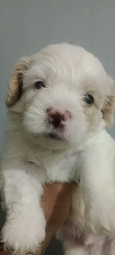 Maltês macho miniatura 