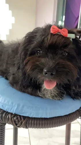 Cachorro Shih Tzu filhote