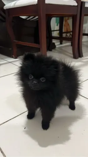 Spitz Alemão Anão (Lulu da Pomerânia) Preto Macho - 2 meses