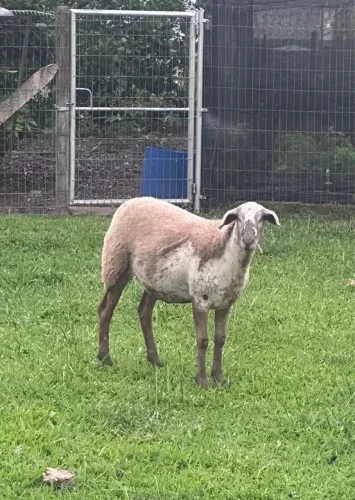 Ovelha texa com santa Inês 