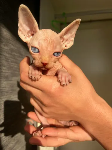 Gatos Sphynxs (heterocromia)