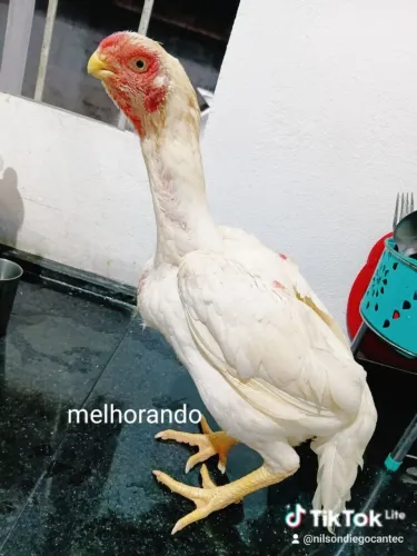 Franguinhos bico curto puro