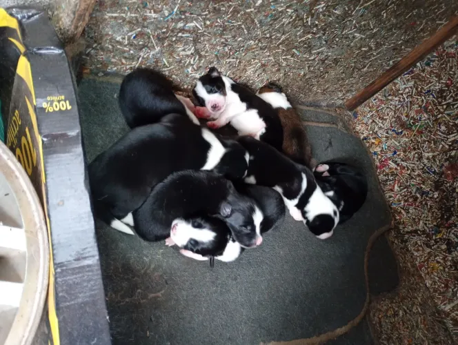 Filhotes de boder collie disponível 