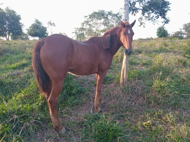 Preciso d um caseiro ( vaqueiro) que saiba tirar leite 