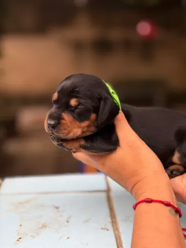 Basset daschund