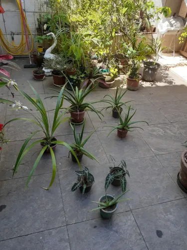 Plantas naturais babosa