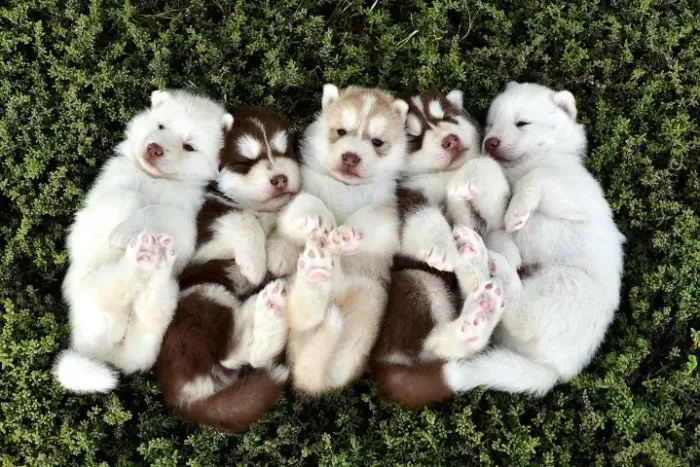 Filhotes de Husky Siberiano | Uma amizade que vale ouro.