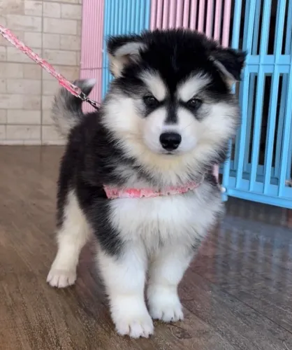 Husky siberiano- fêmea