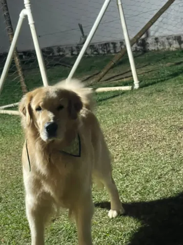 Golden retriever/ Lindos bebês