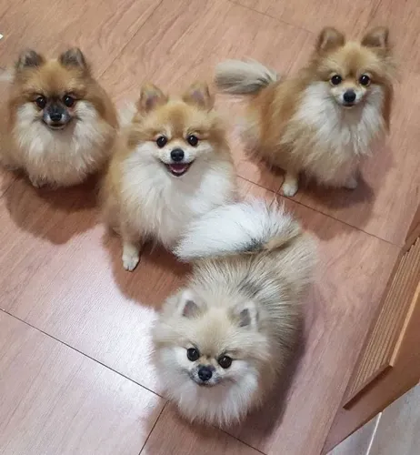 Filhotes De Spitz Alemão - Pequenos No Tamanho, Gigante No Amor 