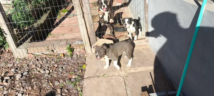 Lindas Bulldog old English 