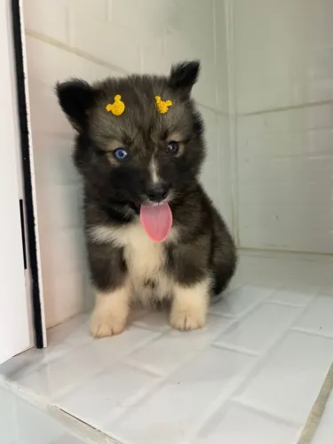 Filhote de Husky Siberiano o companheiro de beleza marcante e espirito livre