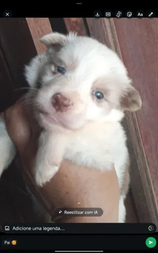 Border collie para reserva