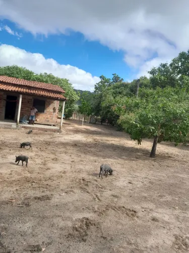 Vendo essa propriedade no município de altos Piauí são 11.2 he zap *04