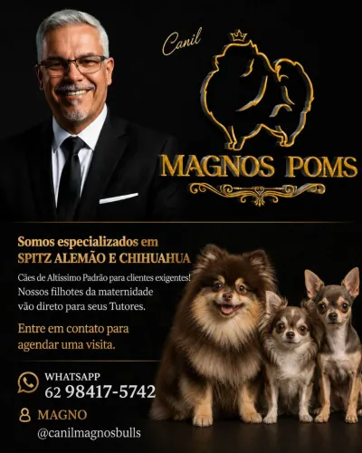 Chihuahua Filhotes e Montas