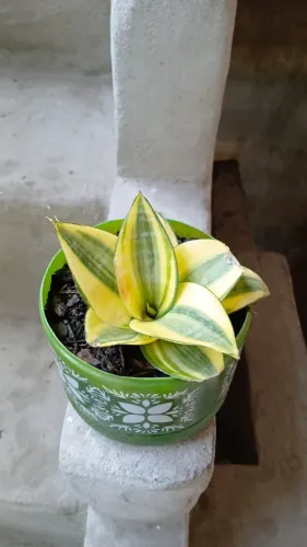Planta mini espada de São Jorge