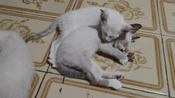 Doação Gatinhos