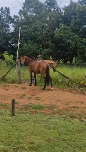  Vendo Campolina, Garanhão 