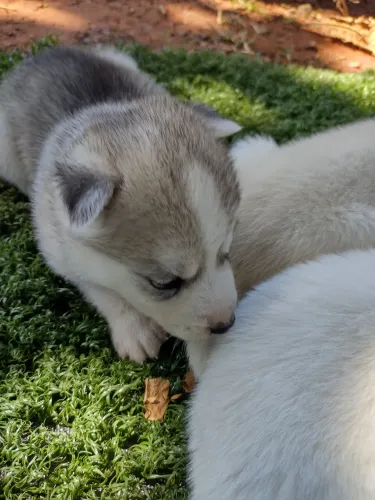 Filhotes de husky siberiano puros