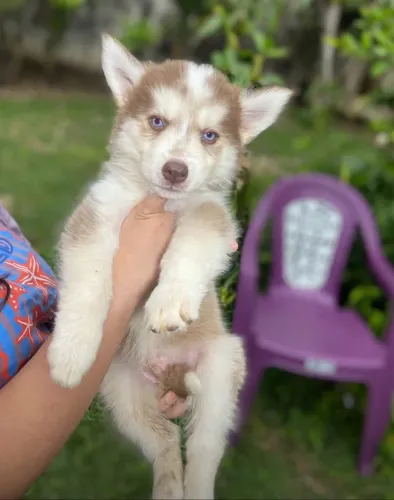 Husky siberiano 